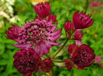 Астранция большая "Fokker Red"