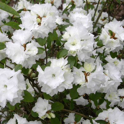 Рододендрон даурский "April Snow"