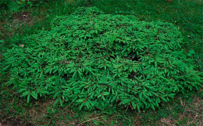 Ель обыкновенная "Procumbens"