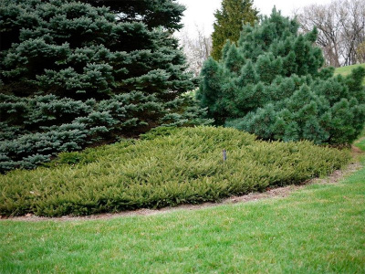 Ель обыкновенная "Procumbens"