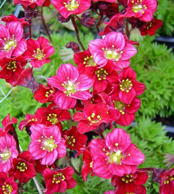Камнеломка арендса "Marto Hot Rose"