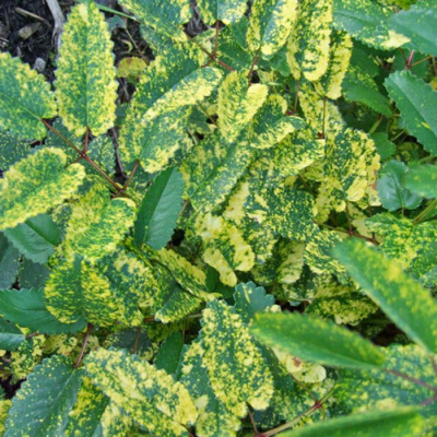 Кровохлебка лекарственная "Lemon Splash"