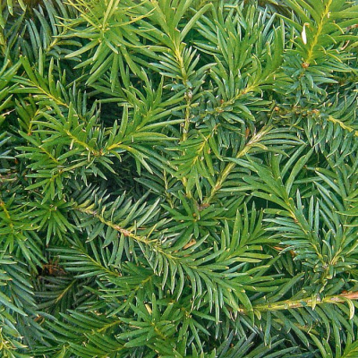Тис средний "Groenland"