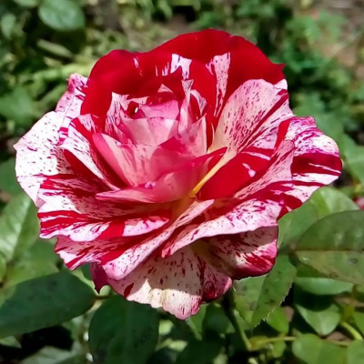 Роза "Julio Iglesias"