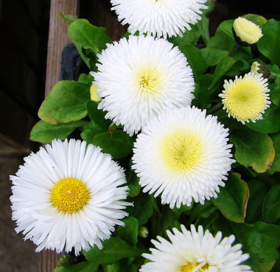 Маргаритка "Tasso White"