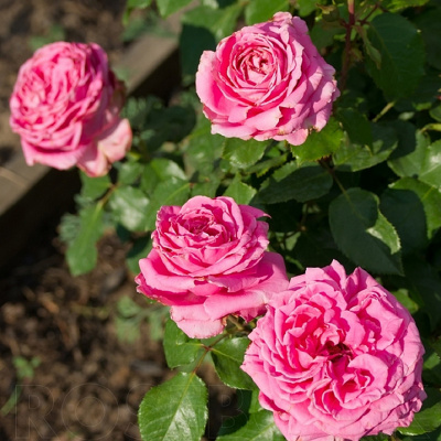 Роза "Auguste Renoir"