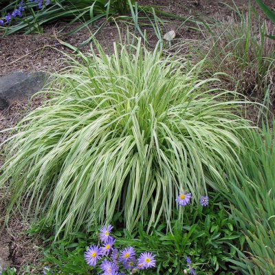 Молиния голубая "Variegata"