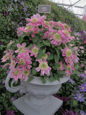 Клематис "Empress"