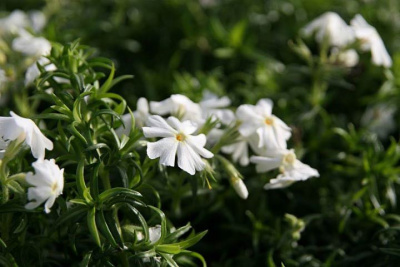 Флокс шиловидный "Early Spring White"