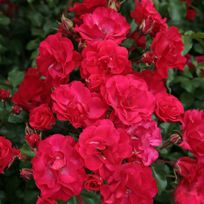 Роза "Rotilia"