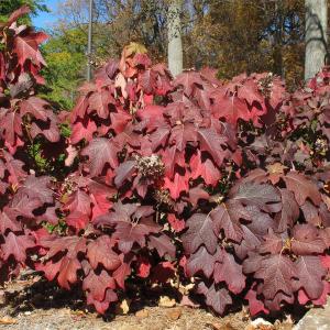 Гортензия дуболистная "Burgundy"