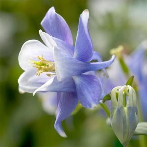 Аквилегия "Spring Magic Blue And White"