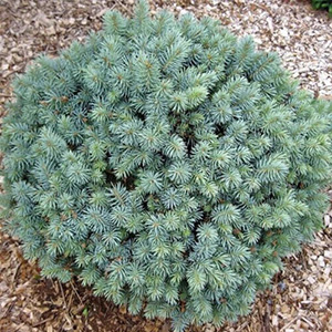 Ель колючая "Glauca Nana"