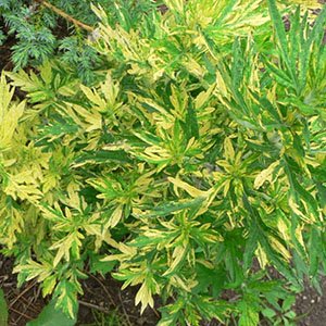 Полынь обыкновенная "Variegata"