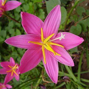 Зефирантес "Pink"