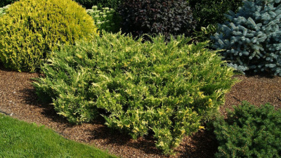 Можжевельник казацкий "Variegata"