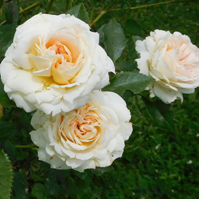 Роза "Mon Jardin et Ma Maison"