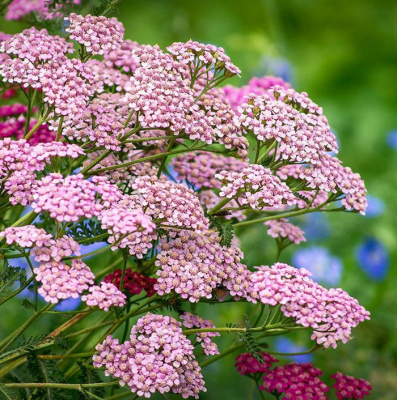 Тысячелистник обыкновенный "Pink Lady"