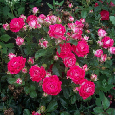 Роза "Ruby Star"