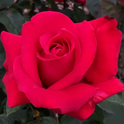 Роза "Alec's Red"