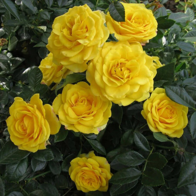 Роза "Yellow Babe"